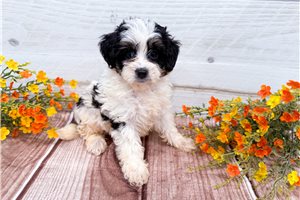 Alyssa - Bernedoodle, Mini for sale