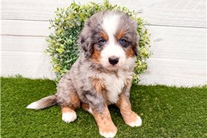 Malachi - Bernedoodle, Mini for sale