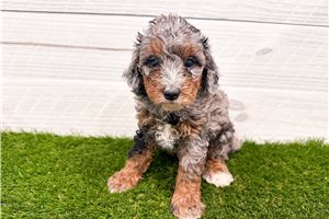 Sicily - puppy for sale