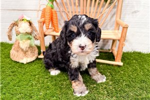 Madeline - puppy for sale