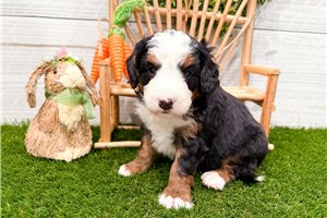 Mariana - puppy for sale
