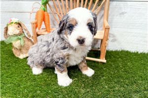 Millie - puppy for sale