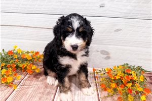 Brooke - Bernedoodle, Mini for sale