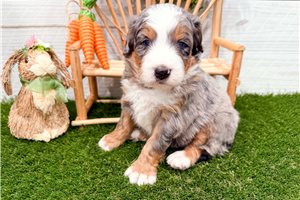 Malachi - puppy for sale