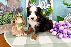 Mariana - Bernedoodle, Mini for sale
