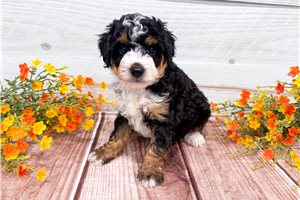 Alex - puppy for sale