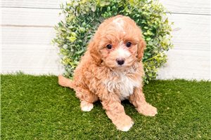 Margot - Mini Bernedoodle for sale