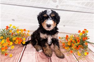 Archer - puppy for sale