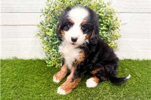 Mariana - Mini Bernedoodle for sale