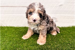 Stuart - puppy for sale
