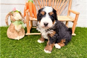 Molly - puppy for sale