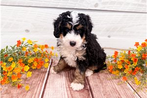 Amos - puppy for sale