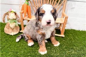 Maverick - puppy for sale