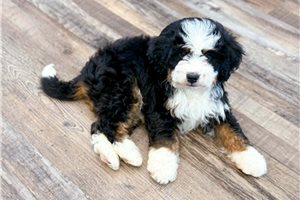 Mabel - Bernedoodle, Mini for sale