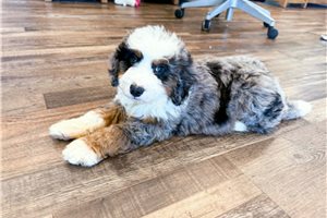 Miles - Bernedoodle, Mini for sale