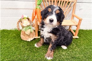 Mila - puppy for sale