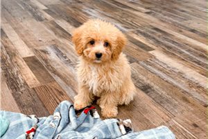Magnolia - Bernedoodle, Mini for sale