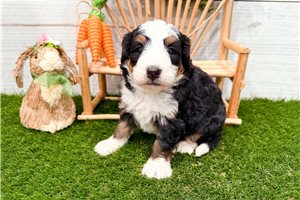 Mabel - puppy for sale