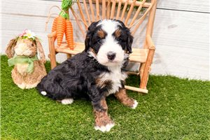 Mateo - Bernedoodle, Mini for sale