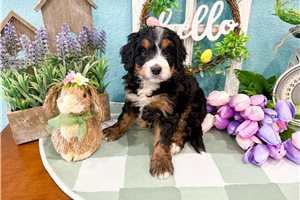 Mila - Bernedoodle, Mini for sale