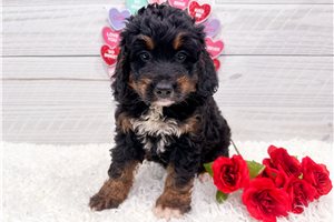 Creed - Bernedoodle, Mini for sale