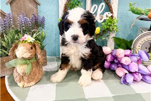 Maria - Bernedoodle, Mini for sale