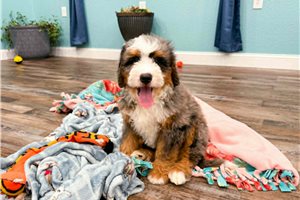 Maverick - Bernedoodle, Mini for sale