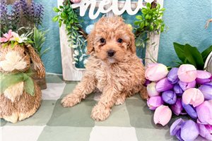 Magnolia - Bernedoodle, Mini for sale
