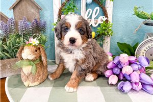 Malachi - Bernedoodle, Mini for sale