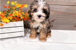 Stuart - puppy for sale
