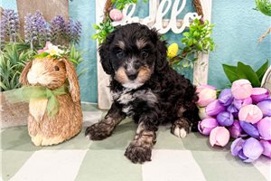Michael - Bernedoodle, Mini for sale