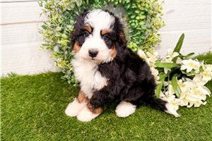 Mabel - Bernedoodle, Mini for sale