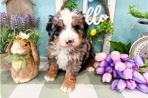 Matthew - Bernedoodle, Mini for sale