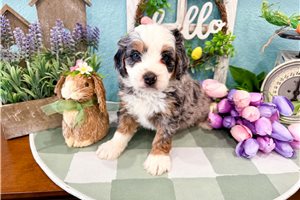 Millie - Bernedoodle, Mini for sale