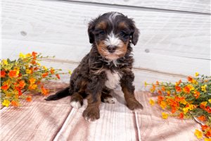 Charlie - Bernedoodle, Mini for sale