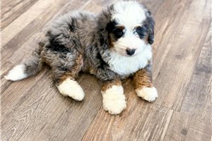 Miles - Bernedoodle, Mini for sale