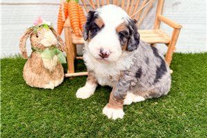 Miles - puppy for sale