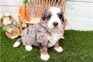 Maeve - puppy for sale