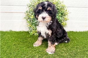 Madeline - Bernedoodle, Mini for sale