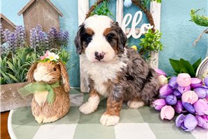 Miles - Bernedoodle, Mini for sale