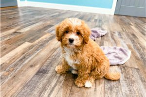 Margot - Bernedoodle, Mini for sale