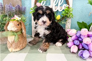 Madeline - Bernedoodle, Mini for sale