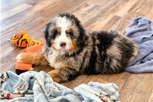 Matthew - Bernedoodle, Mini for sale