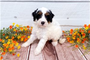 Alvin - puppy for sale