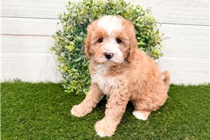 Mary - Bernedoodle, Mini for sale