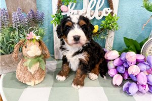 Molly - Bernedoodle, Mini for sale