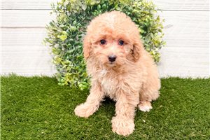 Magnolia - Bernedoodle, Mini for sale