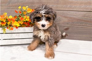 Swiper - puppy for sale