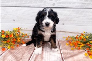 Cynthia - Bernedoodle, Mini for sale