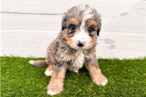 Swiper - puppy for sale